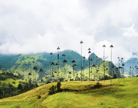 Beautiful view of the Valle de Cocora with iconic wax palms and lush green hills in Colombia.